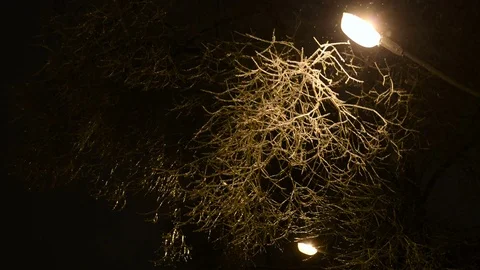 Winter night snow falls in the park Stock Footage 69862076