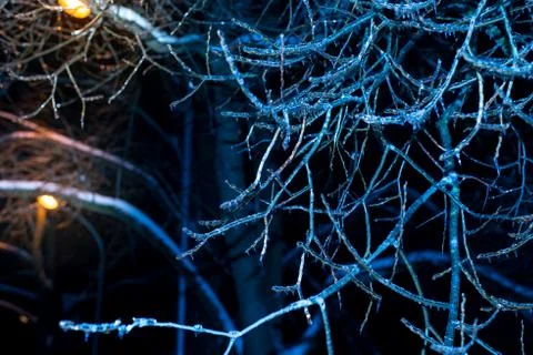 Winter night Trees in ice Stock Photos