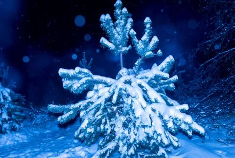 Winter night Trees in ice Stock Photos