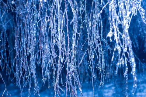 Winter night Trees in ice Stock Photos