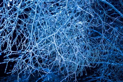 Winter night Trees in ice Stock Photos