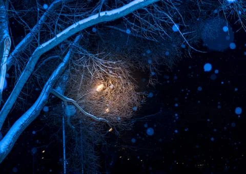 Winter night Trees in ice Stock Photos