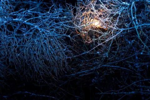 Winter night Trees in ice Stock Photos