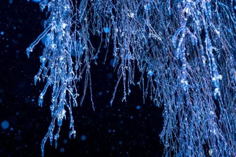 Winter night Trees in ice Stock Photos