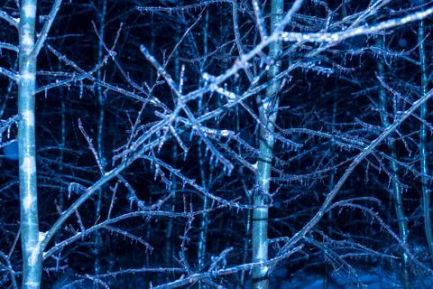 Winter night Trees in ice Stock Photos