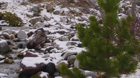 Winter in the North Caucasus A Small Pine Tree on a Snowy Riverbank Stock Footage 320852747