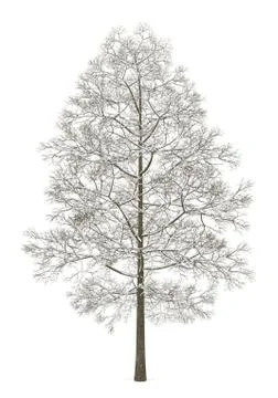 Winter norway maple tree isolated on white background Stock Illustration