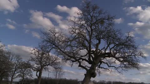 Winter oak clouds Stock Footage 10682049
