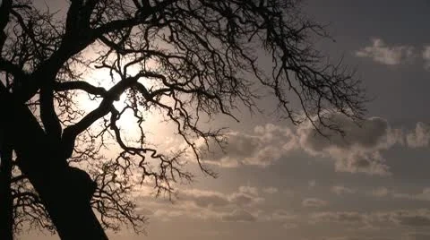 Winter oak sun branches silver blue clouds Stock Footage 10682043