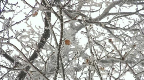 Winter in oak tree wood Stock Footage 604483