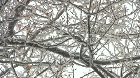 Winter in oak tree wood Stock Footage 604501