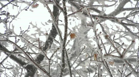 Winter in oak tree woods Stock Footage 604512