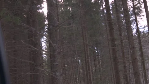 Winter old forest 스톡 동영상 137641045