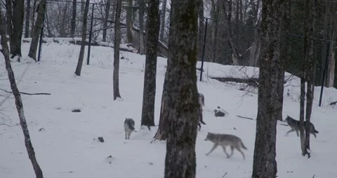 Winter Omega Parc wolves Stock Footage 201266216