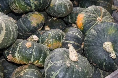 Winter or fall squash on display 스톡 사진