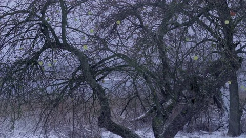 Winter orchard, apple-tree Stock Footage 71157819