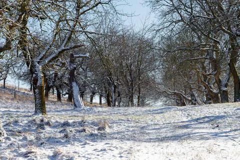 Winter orchard path with snow covered bare trees Stock Photos