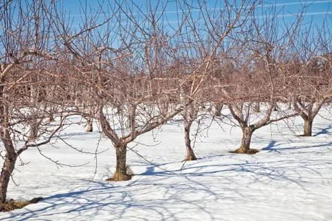 Winter orchard Stock Photos