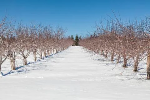 Winter orchard Stock Photos