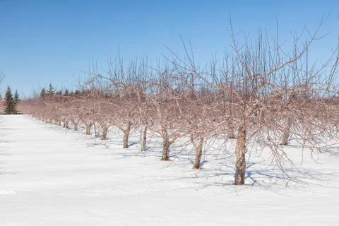 Winter orchard Stock Photos