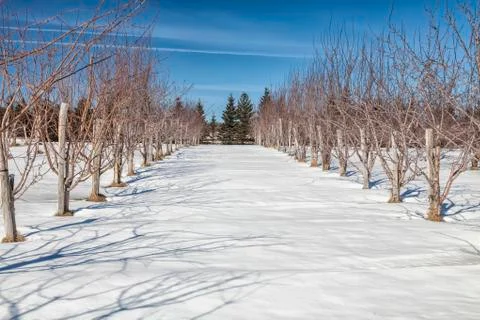 Winter orchard Stock Photos