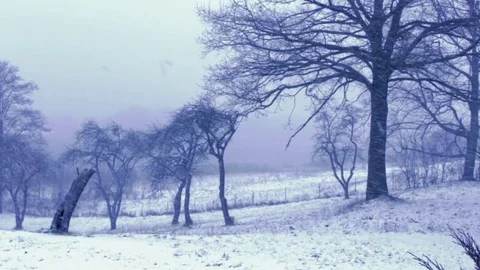 Winter orchard, trees 動画素材 71157750