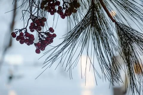 Winter ornament Stock Photos