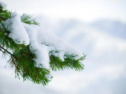 Winter, outdoor and snow on a tree in the forest with natural, sustainable or Stock Photos