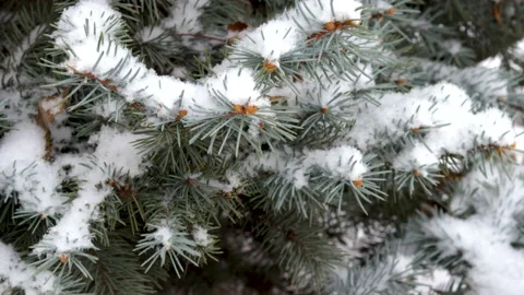 Winter outside it's snowing.little boy child is playing with christmas fir tree Vídeo Stock 219737897