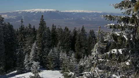 Winter over the Pine Woods Forest Idyllic Scene Nature Panorama Snow Covering Stock Footage 21990699