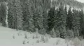 Winter over the Pine Woods Forest Snow-Covered Fir Trees in Foggy Day Dramatic HD Footage