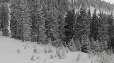 Winter over the Pine Woods Forest Snow-Covered Fir Trees in Foggy Day Dramatic Stock Footage 21991109