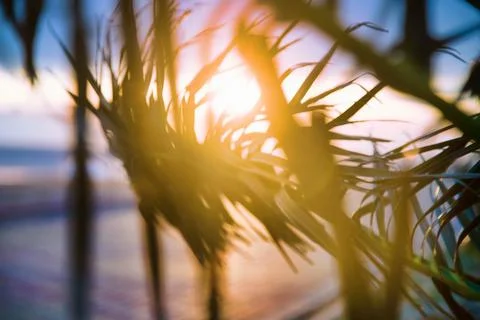 Winter palm trees at sunset Stock Photos