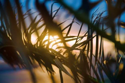 Winter palm trees at sunset Stock Photos