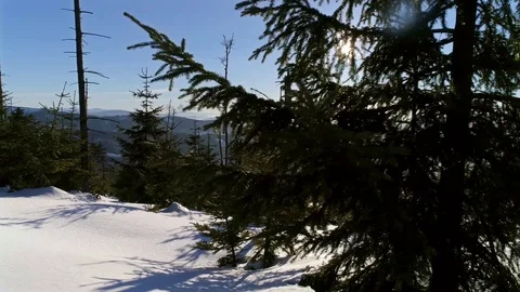 Winter Panorama Behind Tree Aerial 4k Video stock 71118028