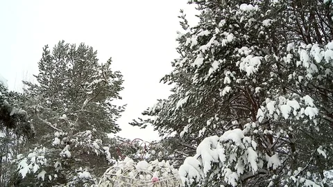 Winter panorama of snow covered pine branches Stock Footage 72556458