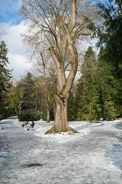 Winter park, bare tree. Stock Photos