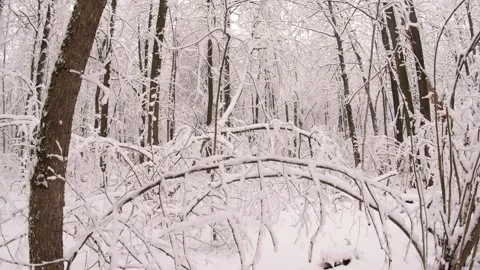 Winter park covered with the first snow. Stock Footage 297617422