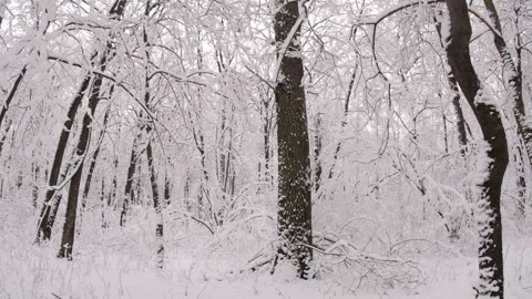 Winter park covered with the white snow. Video stock 295228449