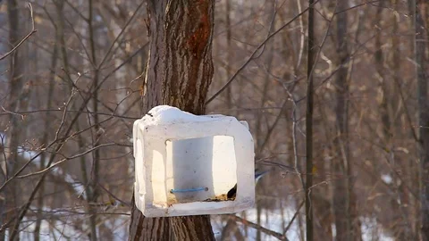 In the winter park, different types of tits fly to a feeding trough made from Stock Footage 125683144