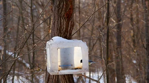 In the winter park, different types of tits fly to a feeding trough made from Stock Footage 125683212