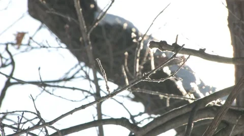 Winter in the Park Vidéo 1269674