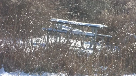 Winter in the Park 動画素材 1269799