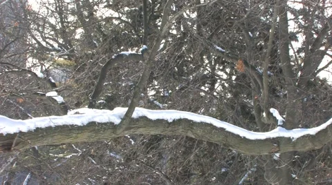 Winter in the Park Stock Footage 1269883