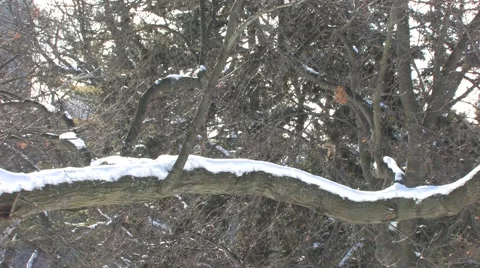 Winter in the Park Vidéo 1270001