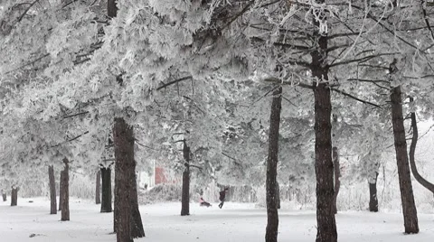 Winter park Stock Footage 8963364