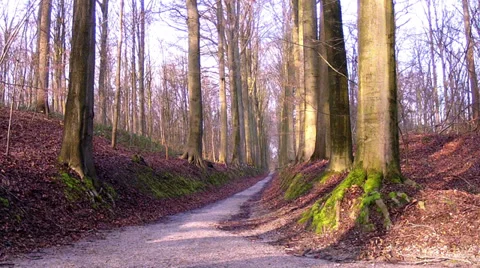 Winter in the park. Stock Footage 34361494