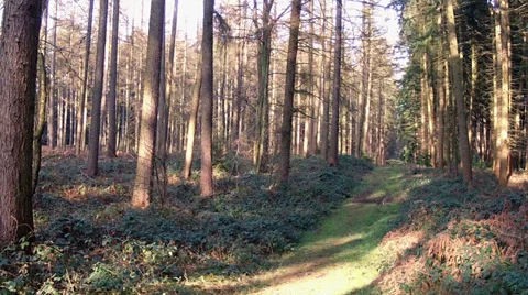 Winter in the park. Stock Footage 34652671