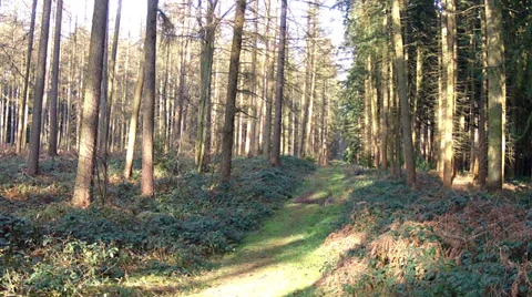 Winter in the park. 動画素材 34662321