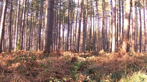 Winter in the park. Vídeo Stock 34663068